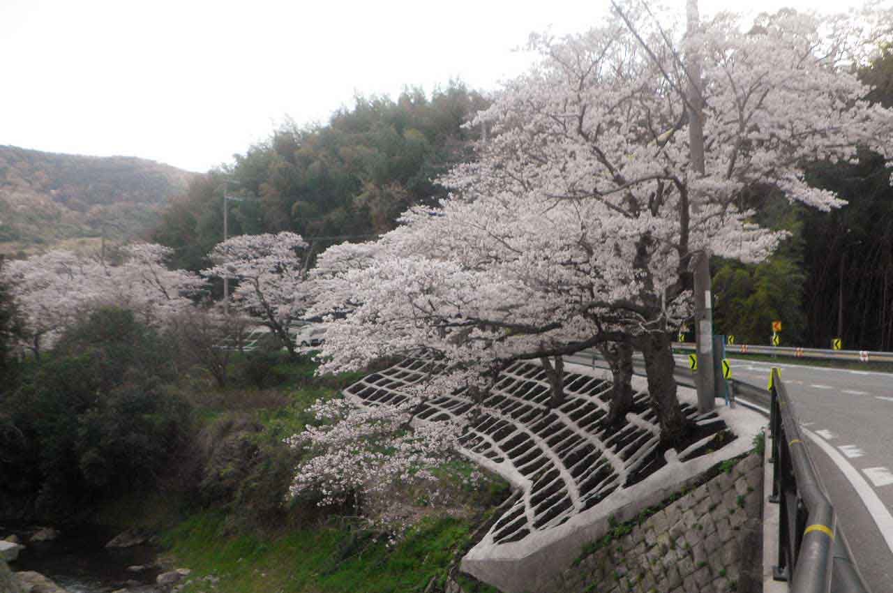 西脇桜